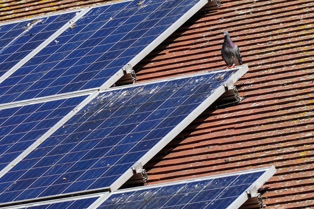 Rooftop solar panel with bird droppings